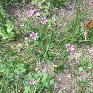 薄紫の小さい星形の草花、ニワゼキショウ